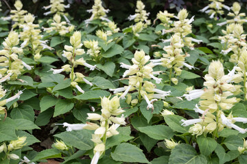 Beautiful Salvia splendens Vista White flowers.