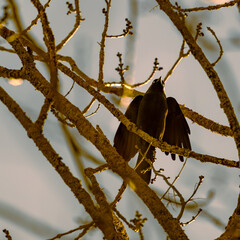 Corbeau noir sur une branche le bec tendu vers le haut