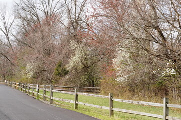 The trees by the fence and lane are blooming for springtime.