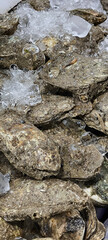 Fresh oysters are a food believed to nourish the body.