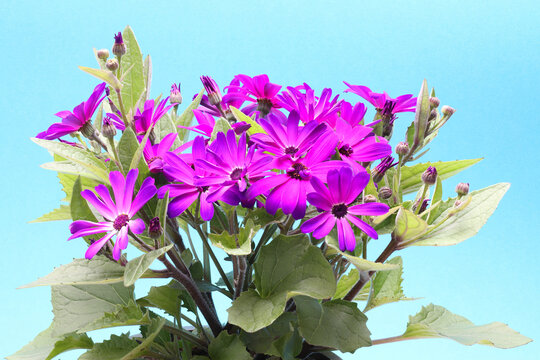 Close-up flowers of purple Cineraria on blue background