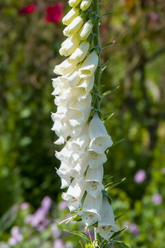 Beautiful but deadly white flowers of the foxglove digitalis purpurea