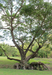 A big tree in the green grass