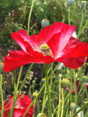 Summer wildflowers. Red poppy in the field.  Vertical image.