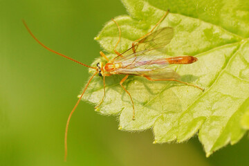Close up Ichneumon wasp Ophion obscuratus. Tribe Ophionini, subfamily Ophioninae, family Ichneumonidae. On a leaf. Spring, April, Dutch garden