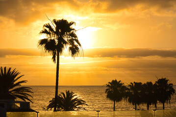 Sonnenaufgang mit Palme