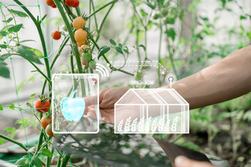 Tomato farm IoT(Internet of Things)smart agriculture industry 4.0,5.0 concept.farmer working in...