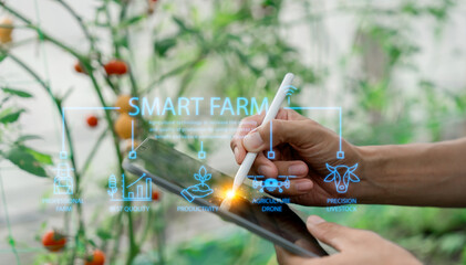 Tomato farm IoT(Internet of Things)smart agriculture industry 4.0,5.0 concept.farmer working in farm To collect data to study and develop his farm to improved productivity in the future.	