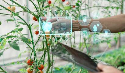 Tomato farm IoT(Internet of Things)smart agriculture industry 4.0,5.0 concept.farmer working in...