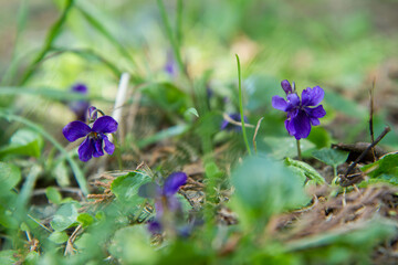 The sweet violet (Viola odorata) blooming in close up - 773248482