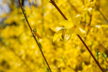Forsythia plant blooming in spring in close up - 773248495