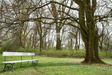 Bench by a tree in a park - 773248615