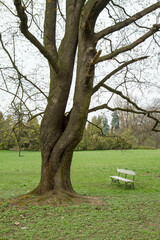 Bench by a tree in a park