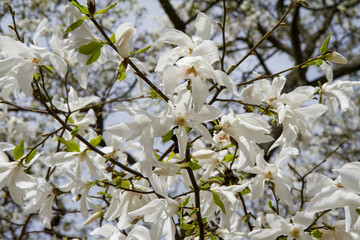 White Magnolia blooming in the spring 