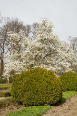White Magnolia blooming in the spring  - 773248686