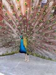Obraz premium peacock with feathers