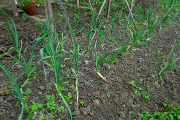 Garlic sprouts are grown in the garden. Fresh green vegetable leaves on the farm. Harvest for vegetarian dishes.