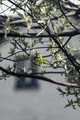 Close-up of a green leaf on a tree branch. Bright green leaf. Desaturated background. Light green new spring leaves.