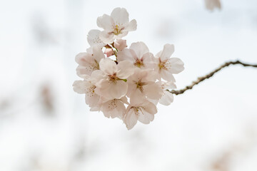 a spring scene with cherry blossoms in bloom