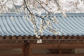 Spring scenery with hanok roof and cherry blossom