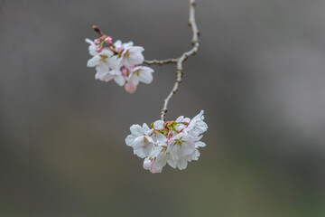 a spring scene with cherry blossoms in bloom