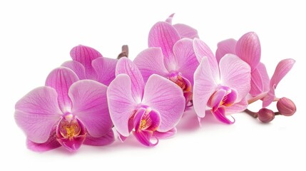 A pink orchid is isolated on a white background. Save path.