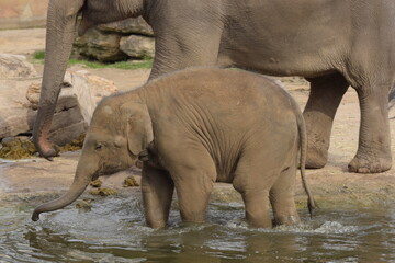 elephant in the zoo, Badezeit 