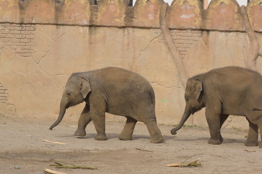 elephants in the zoo, kids