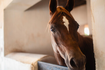 Portrait of brown arabian horse in stable looking at camera. . - 773252060