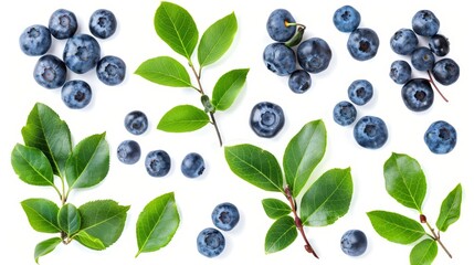 A closeup snapshot of fresh ripe blueberries with leaves on white background. Blueberries with leaves isolated on white background. - obrazy, fototapety, plakaty