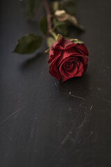 Beautiful mock up with red rose on a black scratched background. Backdrop with copy space, empty, isolated on black. Template, mockup for your design, text, card, product, presentation, art.