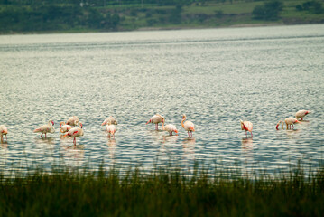 Flamingo , found in east African salty water lakes. they migrate from time to time . 
