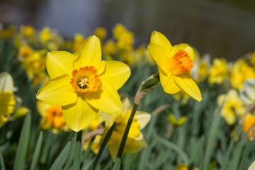 The Daffodil blooming in a park      - 773253274