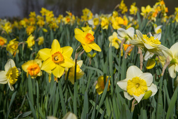 The Daffodil blooming in a park      - 773253285