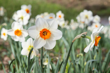 The Narcissus blooming in a park      - 773253293