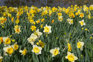 The Daffodil blooming in a park     