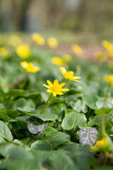 The lesser celandine or fig buttercup (Ficaria verna) blooming in spring - 773253419