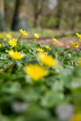 The lesser celandine or fig buttercup (Ficaria verna) blooming in spring - 773253435