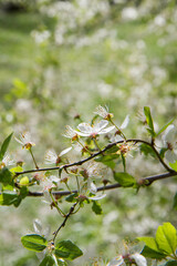 Tree blooming in early spring with white flowers - 773253459
