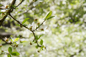 Tree blooming in early spring with white flowers - 773253463