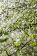 Tree blooming in early spring with white flowers - 773253487