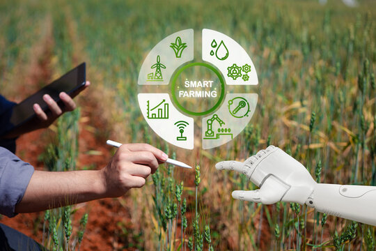Farmer uses finger to touch linkage robot Digital and virtual artificial intelligence (AI) to analyze plant diseases in barley and oat fields, smart agricultural technology and innovative concepts.