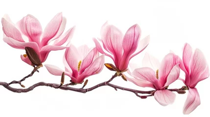 Zelfklevend Fotobehang An isolated white background shows lovely pink spring magnolia flowers © Zaleman