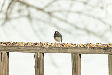 This dark-eyed junco came to the wooden railing. Birdseed is scattered all around this avian. Another name for this bird is a snowbird. The black feathers on top with the white belly looks so cute.