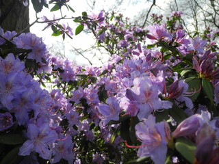Azalee im botanischen Garten