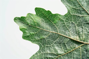 A lush green Oak leaf, its intricate lobes and textures highlighted against a white backdrop - obrazy, fototapety, plakaty