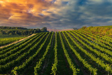 Vineyards with flovers near Cejkovice, Southern Moravia, Czech Republic