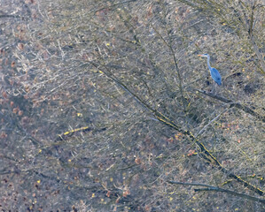 Gray heron (Ardea cinerea), Gemenc, unique forest between Szekszard and Baja, Dunaj-Drava National Park, Hungary