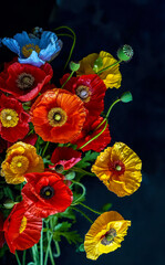 A bouquet of red, yellow, and blue poppy flowers. Floral background