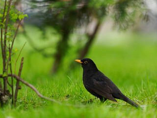 blackbird on a beautiful blurred background